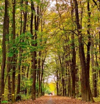 Teren intravilan zona Padurea Baneasa - Teisani, Bucuresti