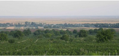 Exceptional wineyard for sale Ceptura, Prahova county