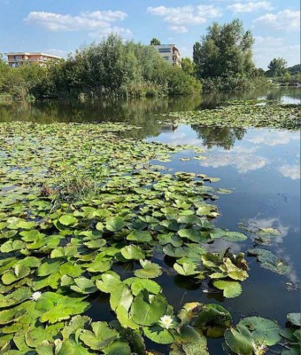 Teren de vanzare dubla deschidere Lacul Snagov, Bucuresti 20.000 mp