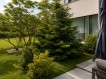 Vila de vanzare 6 camere Iancu Nicolae - Mark Twain, Bucuresti 375 mp