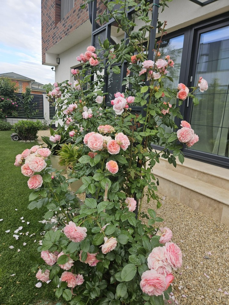 Turnkey villa for sale – 6 rooms, Paradisul Verde area – Corbeanca, Ilfov county